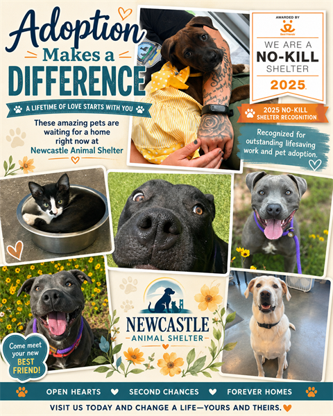 Reduced Adoption Fees Help Newcastle Shelter Pets Find Homes This July