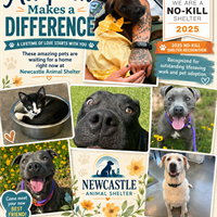 Reduced Adoption Fees Help Newcastle Shelter Pets Find Homes This July